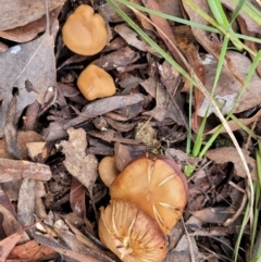 Cortinarius sp. at Carwoola, NSW - 5 Jul 2022 01:53 PM