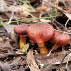 Cortinarius sp. (Cortinarius) at Stony Creek Nature Reserve - 5 Jul 2022 by trevorpreston