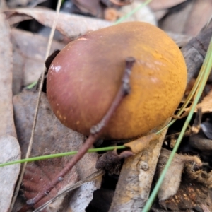 Cortinarius sp. at Carwoola, NSW - 5 Jul 2022 01:51 PM