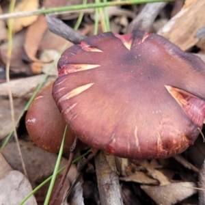 Cortinarius sp. at Carwoola, NSW - 5 Jul 2022 01:51 PM