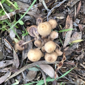 zz agaric (stem; gills not white/cream) at Hughes, ACT - 30 Jun 2022