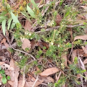 Melichrus urceolatus at Carwoola, NSW - 5 Jul 2022 01:48 PM