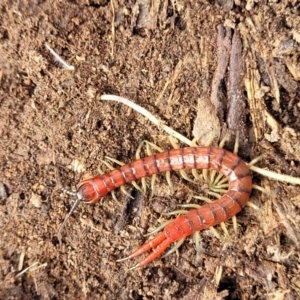 Cormocephalus sp.(genus) at Carwoola, NSW - 5 Jul 2022 01:45 PM