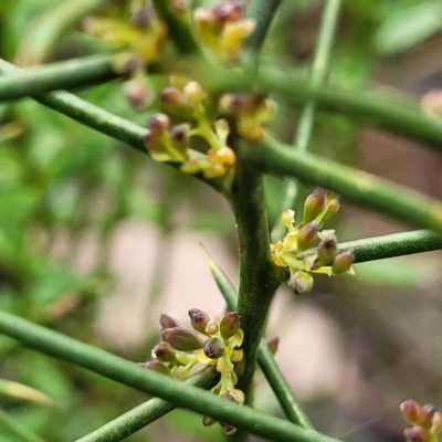 Daviesia genistifolia (Broom Bitter Pea) at Stony Creek Nature Reserve - 5 Jul 2022 by trevorpreston