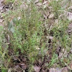 Daviesia genistifolia at Carwoola, NSW - 5 Jul 2022