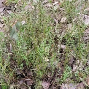 Daviesia genistifolia at Carwoola, NSW - 5 Jul 2022 01:44 PM