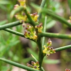 Daviesia genistifolia at Carwoola, NSW - 5 Jul 2022 01:44 PM