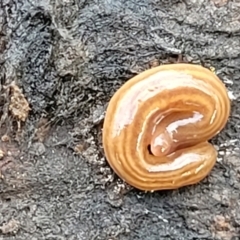 Fletchamia quinquelineata (Five-striped flatworm) at Carwoola, NSW - 5 Jul 2022 by trevorpreston