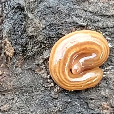 Fletchamia quinquelineata (Five-striped flatworm) at Carwoola, NSW - 5 Jul 2022 by trevorpreston