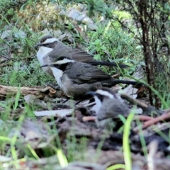 Pomatostomus superciliosus (White-browed Babbler) at Chiltern, VIC - 3 Jul 2022 by KylieWaldon