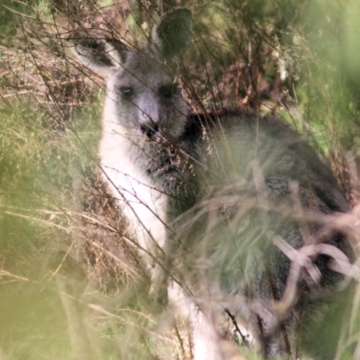 Macropus giganteus (Eastern Grey Kangaroo) at Chiltern, VIC - 2 Jul 2022 by KylieWaldon
