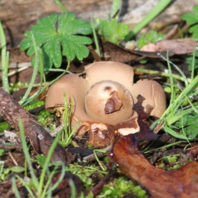 Geastrum sp. at Chiltern, VIC - 2 Jul 2022 by KylieWaldon