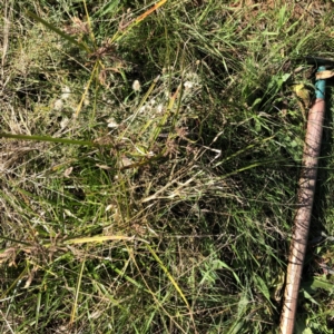 Cyperus eragrostis at Hughes, ACT - 26 Jun 2022 12:01 PM