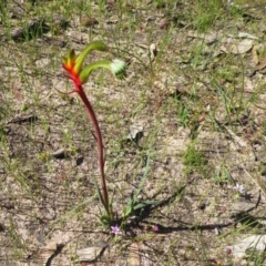 Anigozanthos manglesii (Red and Green Kangaroo Paw) at Gorrie, WA - 12 Sep 2019 by Christine