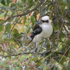 Dacelo novaeguineae (Laughing Kookaburra) at Acton, ACT - 5 Jul 2022 by Steve_Bok