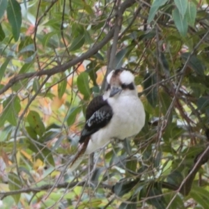 Dacelo novaeguineae at Acton, ACT - 5 Jul 2022 03:44 PM