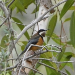 Acanthorhynchus tenuirostris (Eastern Spinebill) at ANBG - 5 Jul 2022 by Steve_Bok