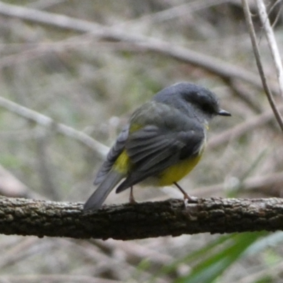 Eopsaltria australis (Eastern Yellow Robin) at Acton, ACT - 5 Jul 2022 by Steve_Bok