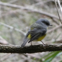 Eopsaltria australis at Acton, ACT - 5 Jul 2022