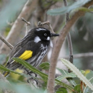 Phylidonyris novaehollandiae at Acton, ACT - 5 Jul 2022