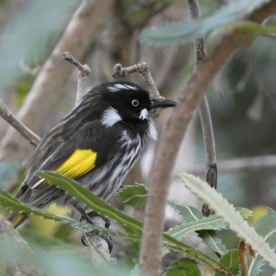 Phylidonyris novaehollandiae (New Holland Honeyeater) at ANBG - 5 Jul 2022 by Steve_Bok