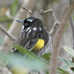 Phylidonyris novaehollandiae at Acton, ACT - 5 Jul 2022