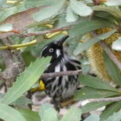 Phylidonyris novaehollandiae at Acton, ACT - 5 Jul 2022