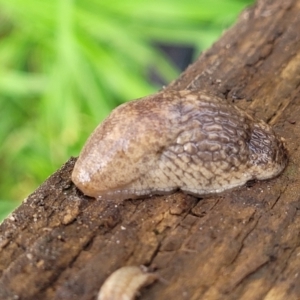 Deroceras reticulatum at Lyneham, ACT - 6 Jul 2022