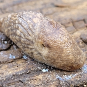 Deroceras reticulatum at Lyneham, ACT - 6 Jul 2022