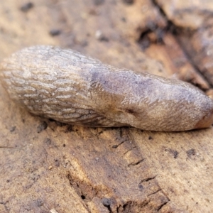 Deroceras reticulatum at Lyneham, ACT - 6 Jul 2022