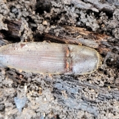 Monocrepidius (genus) (Click beetle) at Lyneham, ACT - 6 Jul 2022 by trevorpreston
