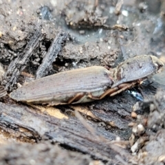 Monocrepidius (genus) at Lyneham, ACT - 6 Jul 2022 10:50 AM