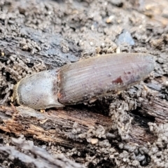 Monocrepidus (genus) at Lyneham, ACT - 6 Jul 2022 10:50 AM