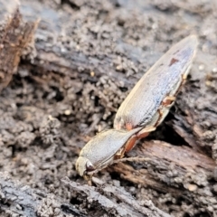 Monocrepidus (genus) at Lyneham, ACT - 6 Jul 2022 10:50 AM