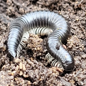 Ommatoiulus moreleti at Lyneham, ACT - 6 Jul 2022 10:50 AM