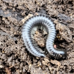 Ommatoiulus moreleti at Lyneham, ACT - 6 Jul 2022 10:50 AM