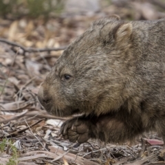Vombatus ursinus (Common wombat, Bare-nosed Wombat) at Tinderry, NSW - 5 Jul 2022 by trevsci