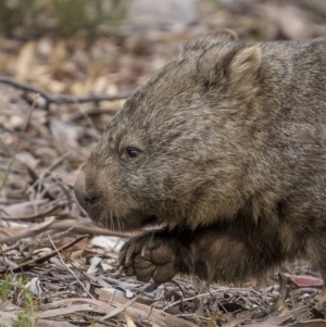 Vombatus ursinus at Tinderry, NSW - 5 Jul 2022