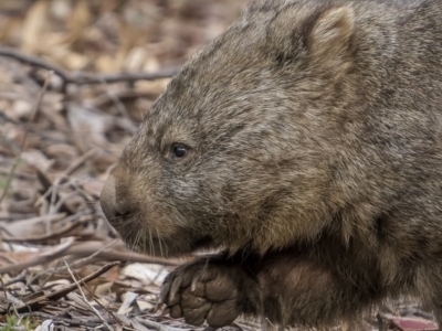 Vombatus ursinus (Common wombat, Bare-nosed Wombat) at Tinderry, NSW - 5 Jul 2022 by trevsci