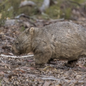 Vombatus ursinus at Tinderry, NSW - 5 Jul 2022