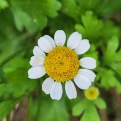 Tanacetum parthenium (Feverfew) at Bruce, ACT - 6 Jul 2022 by trevorpreston