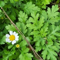 Tanacetum parthenium at Bruce, ACT - 6 Jul 2022 11:25 AM