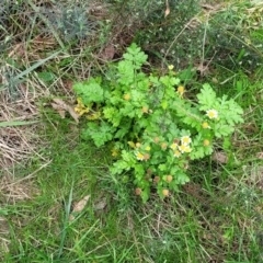 Tanacetum parthenium at Bruce, ACT - 6 Jul 2022 11:25 AM