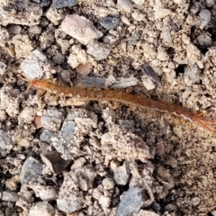 Scolopendromorpha (order) (A centipede) at Bruce, ACT - 6 Jul 2022 by trevorpreston