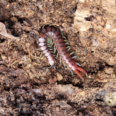Cormocephalus sp.(genus) (Scolopendrid Centipede) at Bruce, ACT - 6 Jul 2022 by trevorpreston