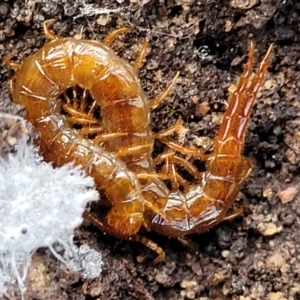 Cryptops sp. (genus) at Bruce, ACT - 6 Jul 2022