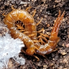 Cryptops sp. (genus) at Bruce, ACT - 6 Jul 2022