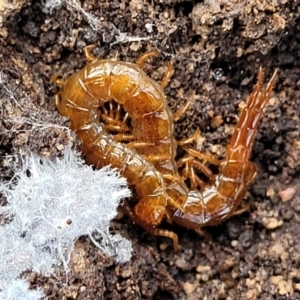 Cryptops sp. (genus) at Bruce, ACT - 6 Jul 2022