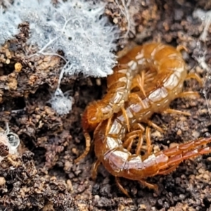 Cryptops sp. (genus) at Bruce, ACT - 6 Jul 2022