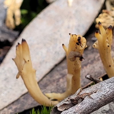 Clavulina vinaceocervina (Dark-tipped Coral) at Bruce, ACT - 6 Jul 2022 by trevorpreston